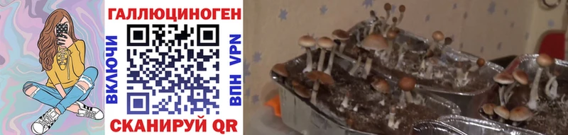купить  цена  Ярцево  Псилоцибиновые грибы Psilocybine cubensis 